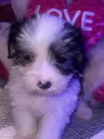 LILY , a female Yorkipoo for sale in Austin, TX – Photo 1 of 2