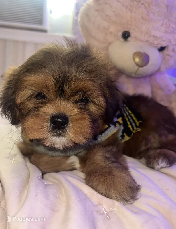 BUDDY – Shorkie puppy for sale in Austin, TX