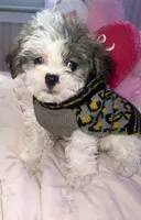 BELLA, a female Shorkie for sale in Austin, TX – 2 of 3