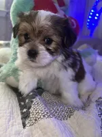 TEDDY, a male Shorkie for sale in Austin, TX – 3 of 3
