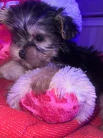 DAISY, a female Yorkshire Terrier for sale in Austin, TX – Photo 1 of 2