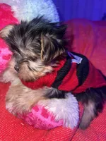 DAISY, a female Yorkshire Terrier for sale in Austin, TX – Photo 2 of 2