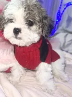 BELLA, a female Shorkie for sale in Austin, TX – 3 of 3