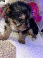 ZOE, a female Yorkipoo for sale in Austin, TX – Photo 3 of 3