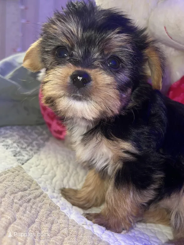 ZOE – Yorkipoo puppy for sale in Austin, TX