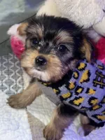 ZOE, a female Yorkipoo for sale in Austin, TX – Photo 2 of 3