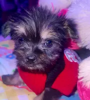 TIMMY, a male Yorkipoo for sale in Austin, TX – 2 of 3