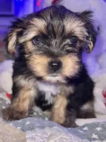 TEDDY, a male Yorkipoo for sale in Austin, TX – 1 of 3