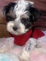BUDDY, a male Yorkipoo for sale in Austin, TX – Photo 1 of 3