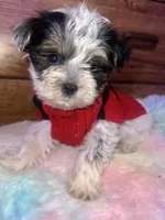 BUDDY, a male Yorkipoo for sale in Austin, TX – Photo 3 of 3