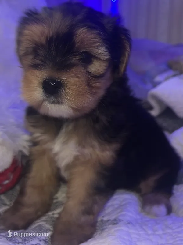BUDDY – Yorkipoo puppy for sale in Austin, TX