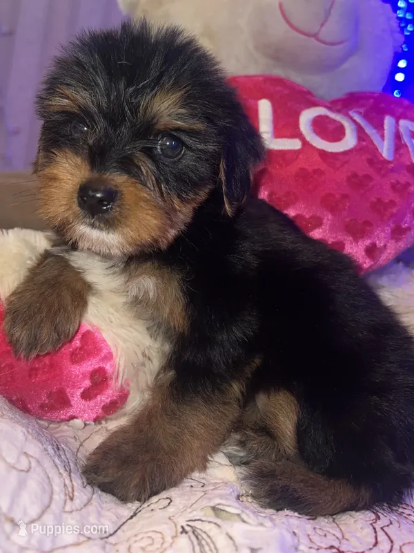 LILY  – Yorkipoo puppy for sale in Austin, TX