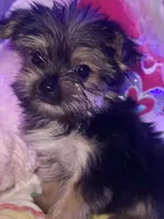 DAISY 🌼 , a female Yorkshire Terrier for sale in Austin, TX – 1 of 3