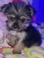 DAISY 🌼 , a female Yorkshire Terrier for sale in Austin, TX – 3 of 3