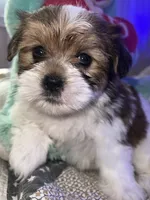 TEDDY, a male Shorkie for sale in Austin, TX – 2 of 3