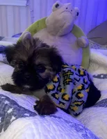 ELLA , a female Shorkie for sale in Austin, TX – 3 of 3
