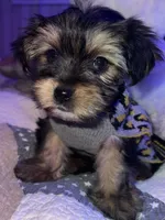 TEDDY, a male Yorkipoo for sale in Austin, TX – 2 of 3