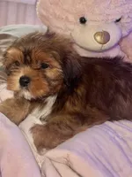 BUDDY, a male Shorkie for sale in Austin, TX – 3 of 3