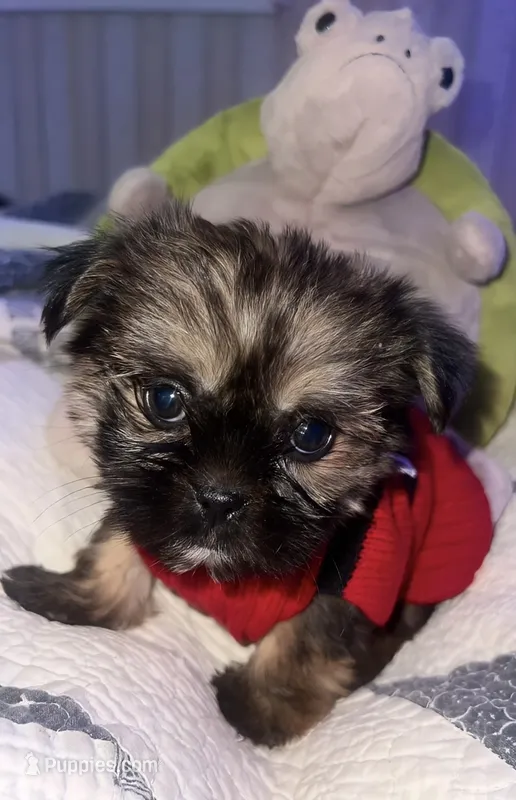 ELLA  – Shorkie puppy on hold in Austin, TX
