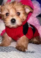 SUNSHINE ☀️ , a female Yorkipoo for sale in Austin, TX – 2 of 3