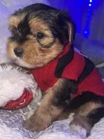 BUDDY, a male Yorkipoo for sale in Austin, TX – 3 of 3