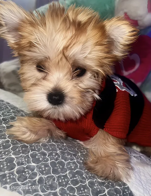 BUDDY – Yorkipoo puppy for sale in Austin, TX