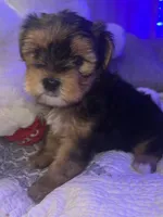 BUDDY, a male Yorkipoo for sale in Austin, TX – 2 of 3
