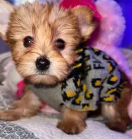 SUNSHINE ☀️ , a female Yorkipoo for sale in Austin, TX – 3 of 3