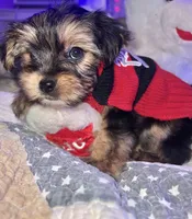 TEDDY, a male Yorkipoo for sale in Austin, TX – 3 of 3