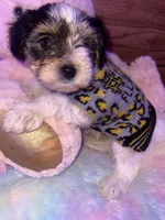TEDDY, a male Yorkipoo for sale in Austin, TX – Photo 2 of 2