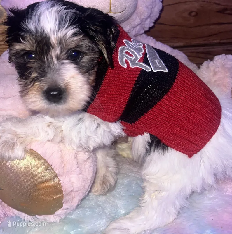 TEDDY – Yorkipoo puppy for sale in Austin, TX