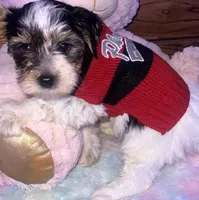 TEDDY, a male Yorkipoo for sale in Austin, TX – Photo 1 of 2
