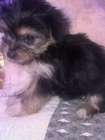 BELLA, a female Yorkipoo for sale in Austin, TX – 2 of 2