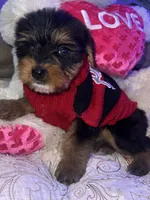 LILY , a female Yorkipoo for sale in Austin, TX – 2 of 2