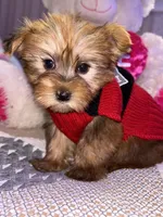 BENTLEY , a male Yorkipoo for sale in Austin, TX – Photo 2 of 3