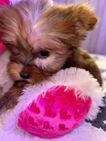 BENTLEY , a male Yorkipoo for sale in Austin, TX – Photo 3 of 3