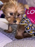 BENTLEY , a male Yorkipoo for sale in Austin, TX – Photo 1 of 3