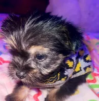 TIMMY, a male Yorkipoo for sale in Austin, TX – 3 of 3
