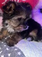 DAISY, a female Yorkipoo for sale in Austin, TX – 3 of 3