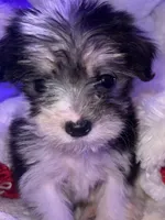 ITTY BIT, a male Yorkipoo for sale in Austin, TX – Photo 2 of 3
