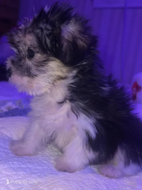 ITTY BIT – Yorkipoo puppy for sale in Austin, TX