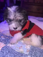 ITTY BIT, a male Yorkipoo for sale in Austin, TX – Photo 3 of 3
