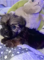 ELLA , a female Shorkie for sale in Austin, TX – 2 of 3