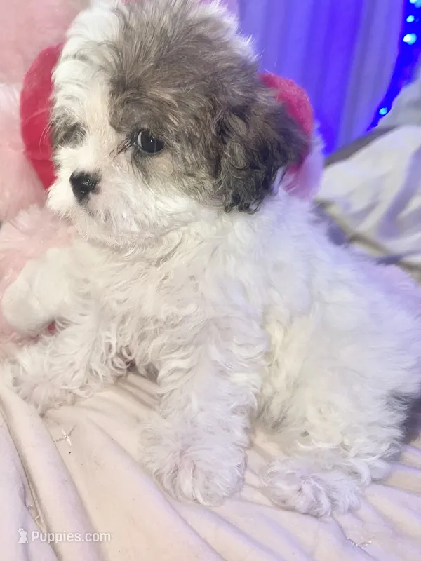 BELLA – Shorkie puppy for sale in Austin, TX