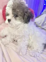 BELLA, a female Shorkie for sale in Austin, TX – 1 of 3