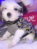 LILY, a female Yorkipoo for sale in Austin, TX – 3 of 3