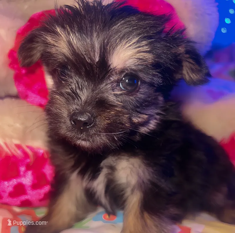 TIMMY – Yorkipoo puppy for sale in Austin, TX