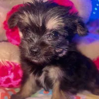 TIMMY, a male Yorkipoo for sale in Austin, TX – 1 of 3