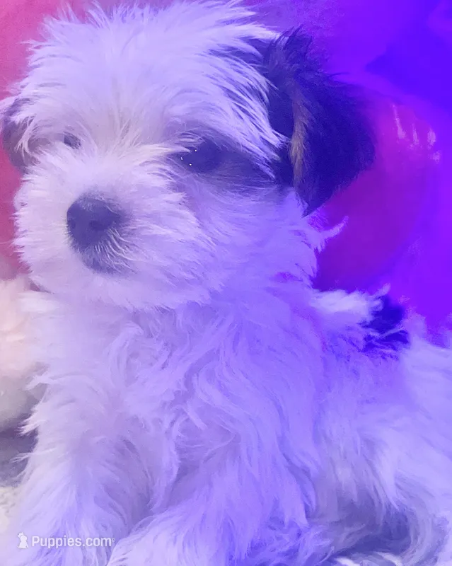 LILY – Yorkipoo puppy for sale in Austin, TX