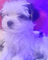 LILY, a female Yorkipoo for sale in Austin, TX – 1 of 3